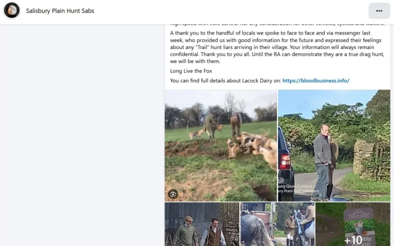 Salisbury Plain Hunt Sabs Lacock Dairy Royal Artillery Hunt